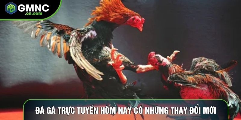 Đá gà trực tuyến hôm nay có những thay đổi mới