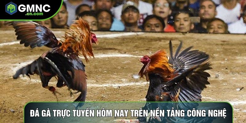 Đá gà trực tuyến hôm nay trên nền tảng công nghệ