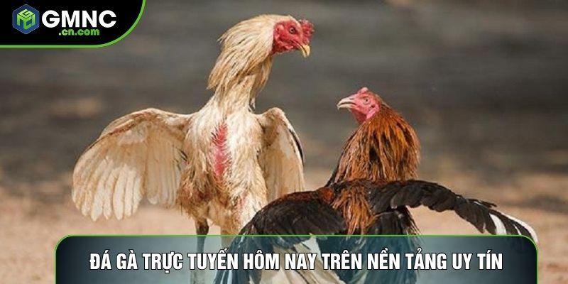 Đá gà trực tuyến hôm nay trên nền tảng uy tín