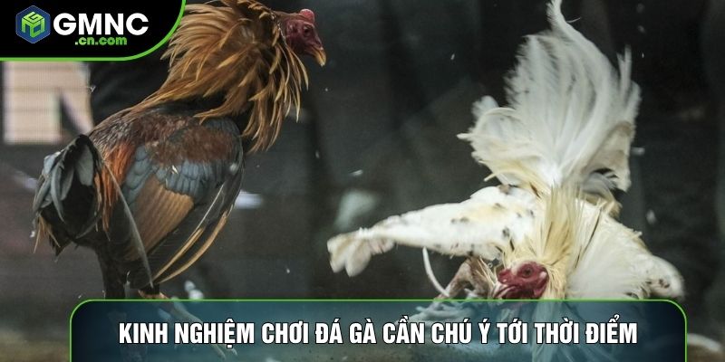 Kinh nghiệm chơi đá gà cần chú ý tới thời điểm