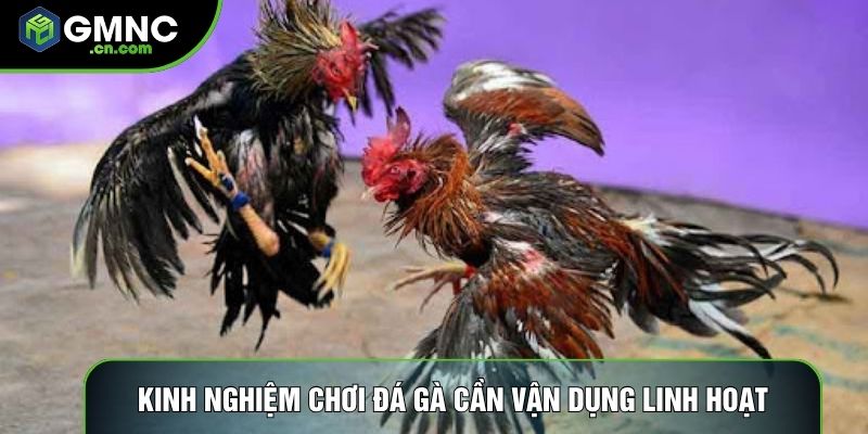 Kinh nghiệm chơi đá gà cần vận dụng linh hoạt
