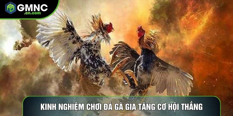 Kinh nghiệm chơi đá gà gia tăng cơ hội thắng